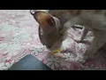 Nonji eats Banana chips
