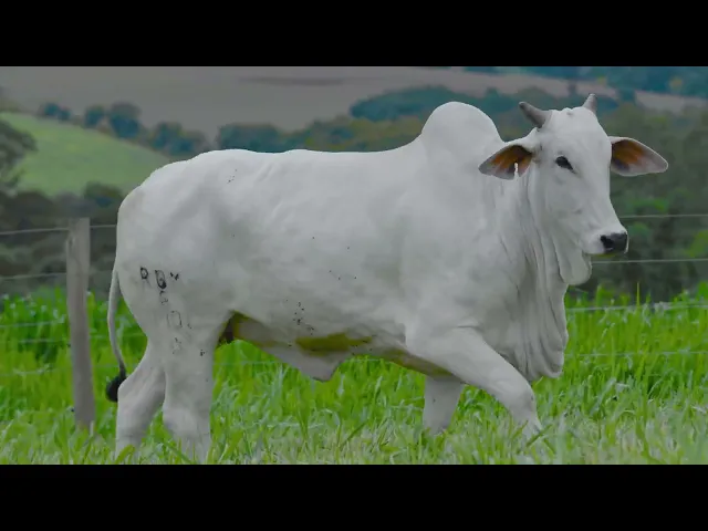 Matriz Nelore RDM - A7701