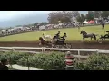 Section A Welsh Pony Senior Stallion Championship - WPCS Africa Gold Medal Show 2019