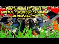 Download Lagu SUARA PIKAT MURAI BATU PALING AMPUH PANGGIL KENCANG AGAR MAU TURUN SEMUA !!