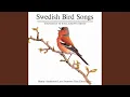 Download Lagu Meadow Pipit