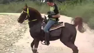 الهلال الفحماوي   خيول ام الفحم                             دندنها