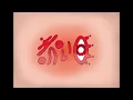 Red Eye / RED ANTHEM【Official Visualizer】