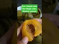 Download Lagu Labu juga bisa dijadikan kue Lampet atau Kue Bugis #labu #labukuning #kue #kuebugis #kuetradisional