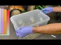 Harvesting your Monotub - Midwest Grow Kits Bulk Growing Series pt 3
