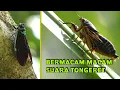Download Lagu macam macam suara tongeret, garengpung kinjeng tangis