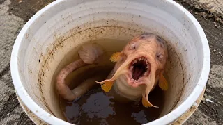 Pensaban que Era un Pez… Hasta que lo Sacaron del Agua 😱