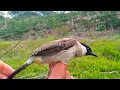 Download Lagu burung kutilang jenis ini di larang untuk di jadikan pikat