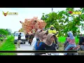 Download Lagu SINGA BARONG || JANJI BENGEN || VOC. KUSNEP || 22 - 04 - 2024 || KARANGANYAR - PUSAKAJAYA