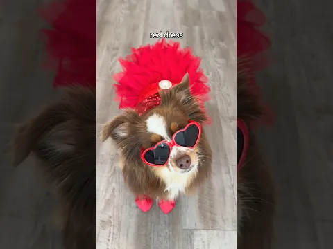 High heels, red dress #dog #dogshorts #jonasbrothers @JonasBrothers