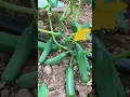Download Lagu खीरे की खेती🥒 | Kheera ki kheti | Vegetable farming |#shorts #farming #cucumber #shortvideo