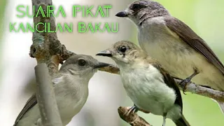 Download SUARA PIKAT KANCILAN BAKAU MP3 ‼️ KANCILAN BAKAU MP3