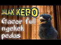 Download Lagu TERAPI NO1 untuk jalak kebo mu yang pendiam.| JALAK KEBO GACOR full ngekek