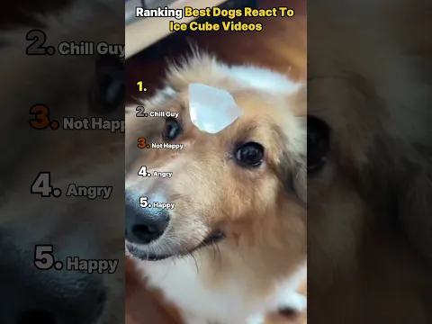 Ranking Best Dogs React To Ice Cube Videos