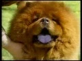 Chow Chow - AKC Dog Breed Series