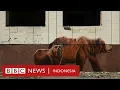 Lagu Robot anjing deteksi radiasi nuklir di Chernobyl - CLICK | BBC News Indonesia