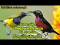 Download Lagu SUARA PIKAT KOMBINASI SOGON VS KONIN JERNIH DI ALAM LIAR AUTO KUMPUL