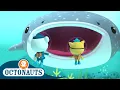 Download Lagu Octonauts -  The Whale Shark | Full Episode 10 | Cartoons for Kids | Underwater Sea Education