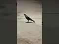 craw ||#shortsfeed #viral #craw 🐦‍⬛