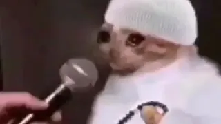 رياكشن قطه التبكي  رياكشن قطه التبكي