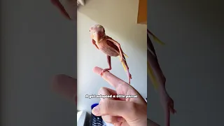 The Parrot Has Grown Back Its Feathers Animals Parrot Cute Friendship Shorts 