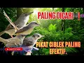 Suara Pikat Burung Ciblek Paling Ampuh II Suara Pikat Ciblek Susah Turun.