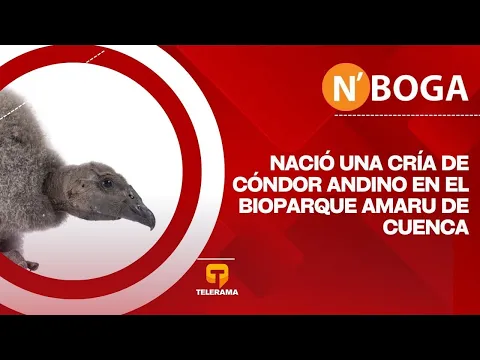 Nació una cría de cóndor Andino en el bioparque Amaru de Cuenca