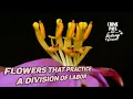 Download Lagu BRAZILIAN GONZO BOTANY EXCURSION #4 - Carnivorous Plants, Lithophytic Orchids
