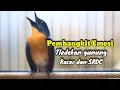 Lagu PEMBANGKIT EMOSI TLEDEKAN GUNUNG SRDC DAN KACER