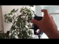 IBM Watson Visual Recognition Test
