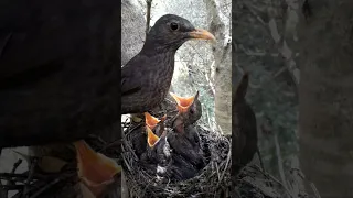 طائر الشحرور Merle Noir 