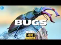 Bugs The Fascinating World of Insects Relax Music 4K U