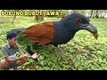 Download Lagu SATWA CANTIK ENDEMIK TANAH JAWA BURUNG BUBUT YANG KIAN LANGKA‼️#burung#alam#adventure