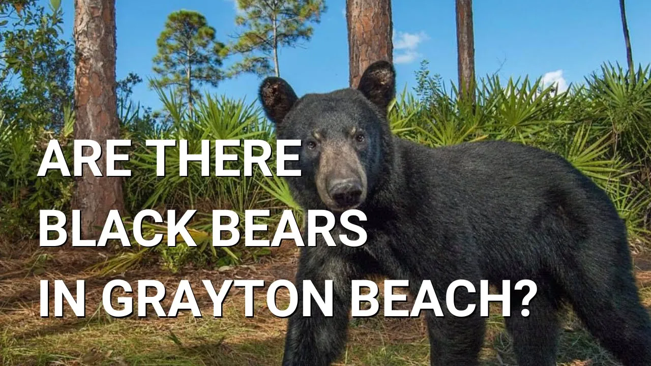 How BLACK BEAR BREAD CO got its name!