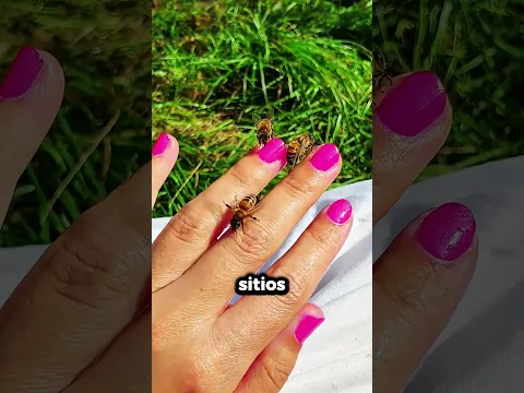 Este Nido Falso de Avispas Puede Salvarte la Vida 😱🐝
