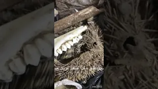 اغرب سحر من جلد قنفذ 