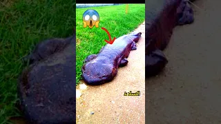 الحيوانات النادرة و المهددة بالانقراض 