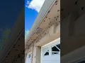 Mormon crickets create creepy crawly nuisance in Elko invasion