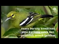 Download Lagu suara kombinasi burung cipo-kutilang sutra dan pelanduk semak Joss untuk pikat