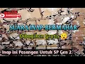 Download Lagu SUARA INAP WALET BERMAHAR PULUHAN JUTA Dibagikan Gratis..!! Suara Inap GEN 2 By Alfan Walet Maros