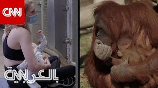 شاهد ما فعلته أنثى قرد عندما رأت امرأة ت رضع طفلها أمامها 