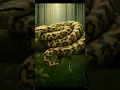 Lagu Snake part 294#dangeroussnake#yellowsnake#snake#poisonoussnake#wildliferescue#ai#cobra
