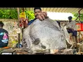 Download Lagu KASIMEDU 🔥 SPEED SELVAM | BIG SIZE BLACK SPADE FISH CUTTING VIDEO | 4K VIDEO | KM FISH CUTTING 