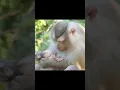 Download Lagu monkylifestyle || monkyfamily🐒🐒🐵 || monkylove🐒❤️ #monkylifestyle #monkylovers #monkey