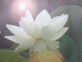 Open To Your Light Heart