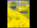 Download Lagu pilih musim semi mu #fyp #aesthetic