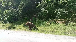 Мечка в подножието в Карпатите Румъния 