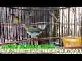 Download Lagu kolibri kelapa | manggar | wiceh | suara korlap jantan narung betina korlap betina gak kalah gacor