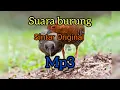 Download Lagu (Suara Asli) Burung Siantar Mata Merah