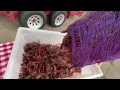 Cajun Crawfish Company - Field Run Crawfish